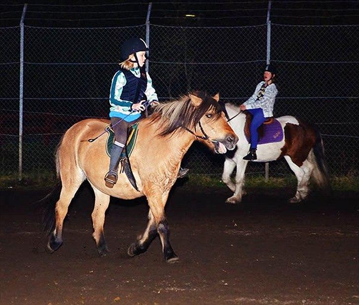 Anden særlig race Metle(rideskolepony) billede 9