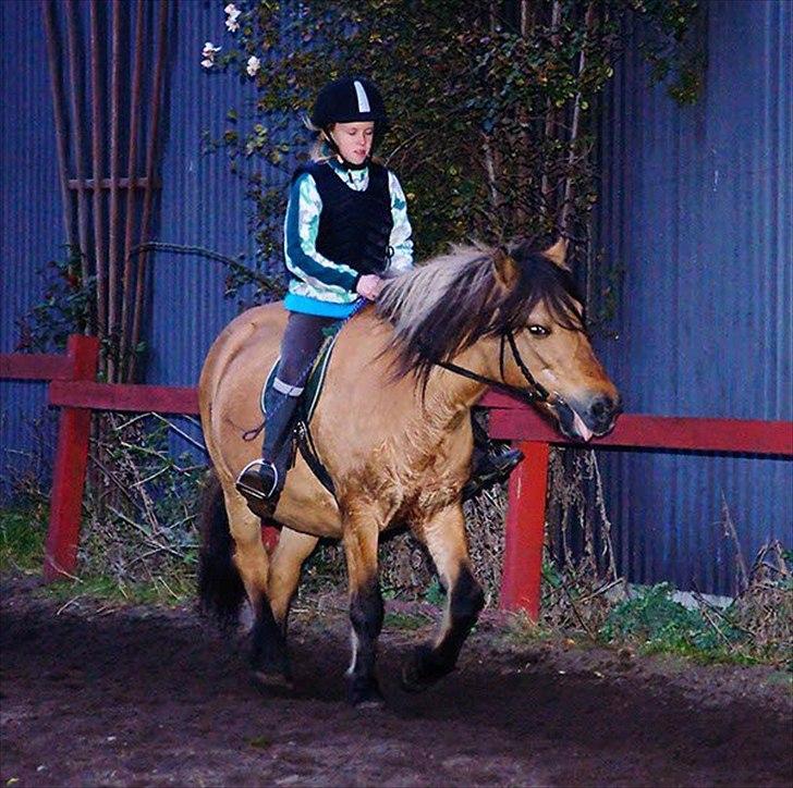 Anden særlig race Metle(rideskolepony) billede 11