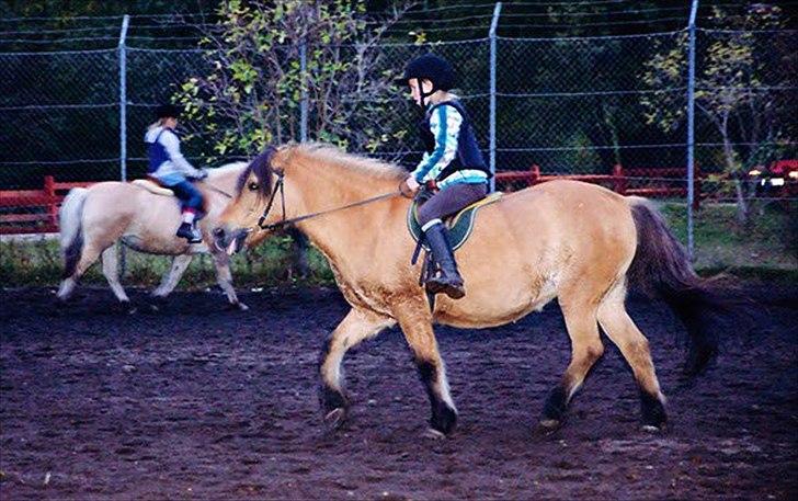 Anden særlig race Metle(rideskolepony) billede 12