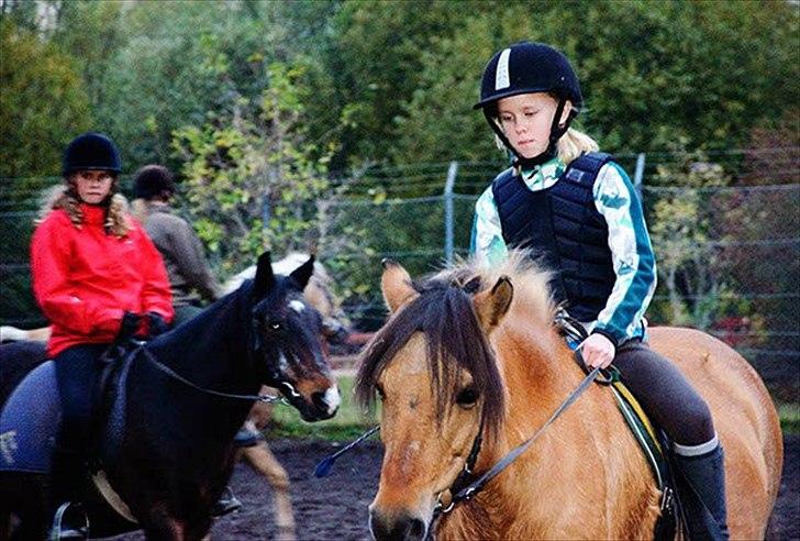 Anden særlig race Metle(rideskolepony) billede 13