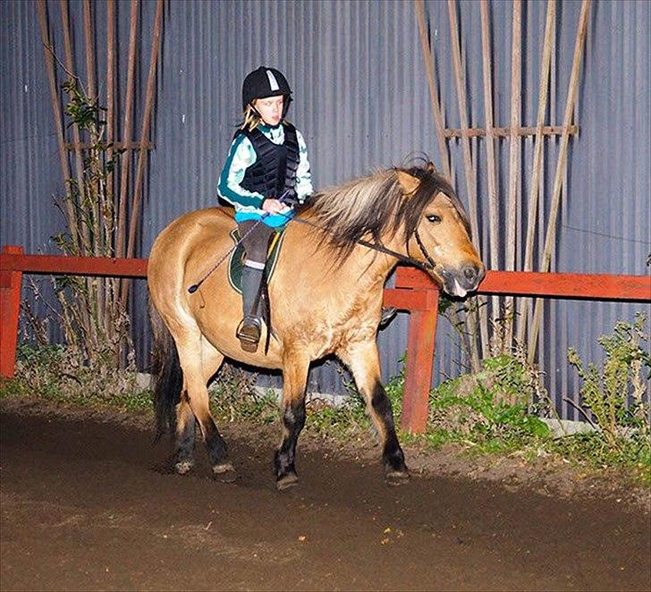 Anden særlig race Metle(rideskolepony) billede 14