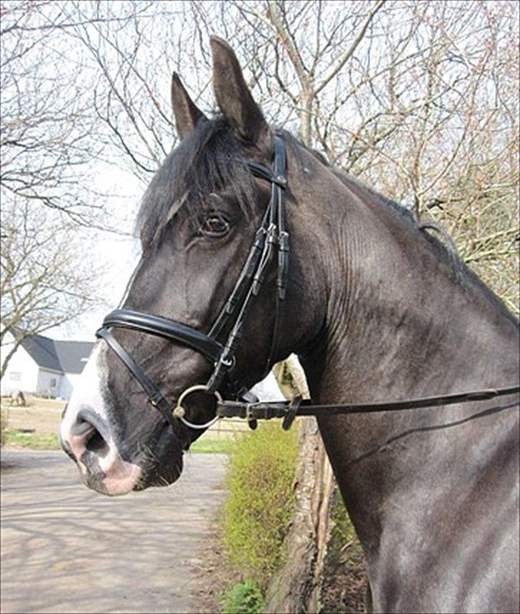 Oldenborg Bødkers Bonzai billede 2