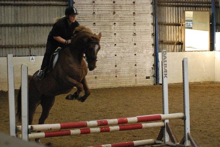 Tysk Varmblod  Findus <3 - Til spring undervisning billede 4