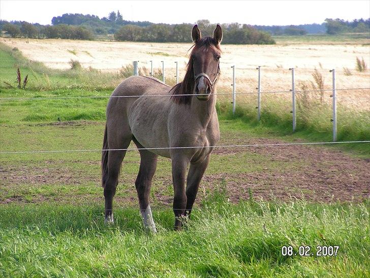 Oldenborg / Fjordhest    La Toya - Min smukke pruller :) billede 8