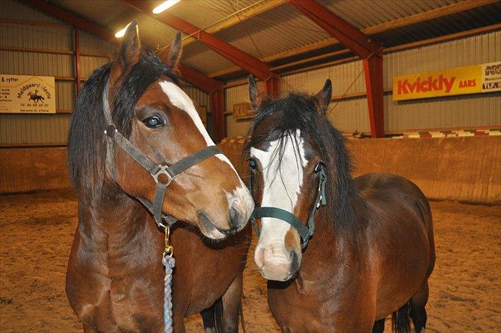 Welsh Pony (sec B) Bakkegårdens Lukas - Venter på at skal løsspringes billede 11