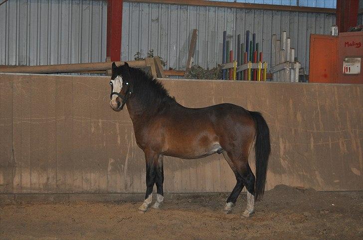 Welsh Pony (sec B) Bakkegårdens Lukas - Lille prop, men sød alligevel :) billede 13