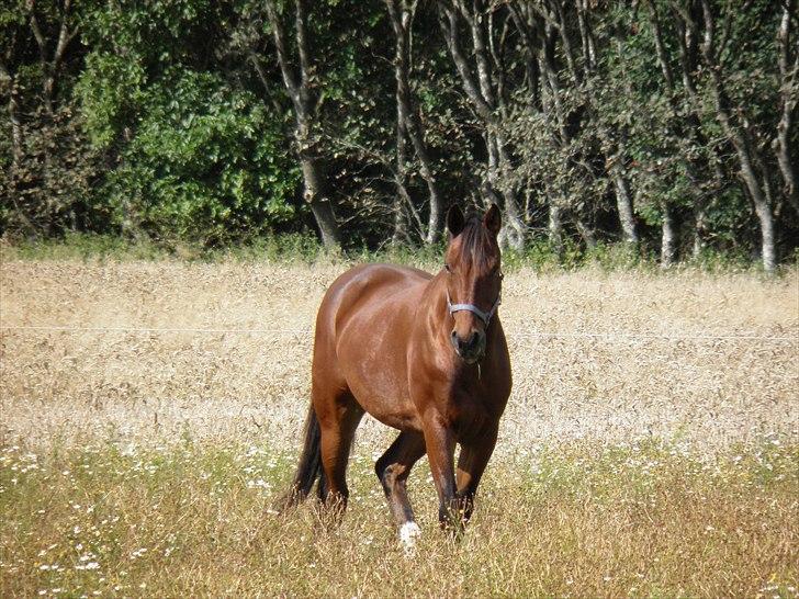 Westfaler MR jones billede 17