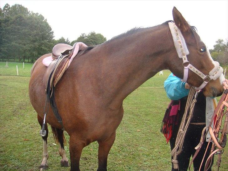 Quarab Boons Pretty one *solgt* - Rolle med saddel billede 6