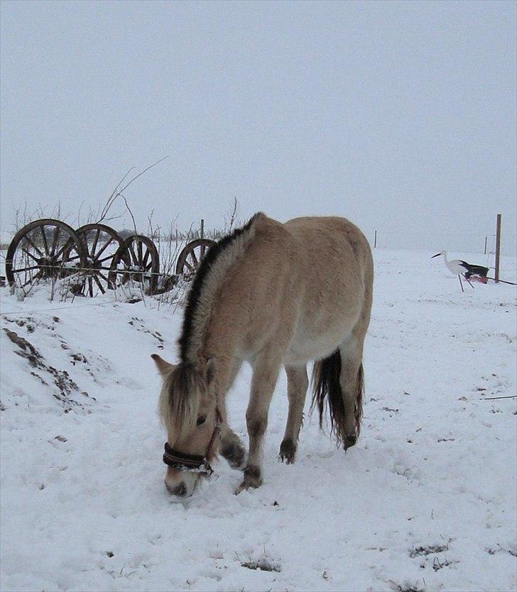 Fjordhest Beauty Granly billede 11