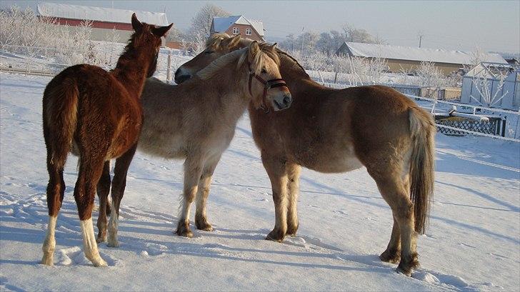 Fjordhest Beauty Granly billede 12