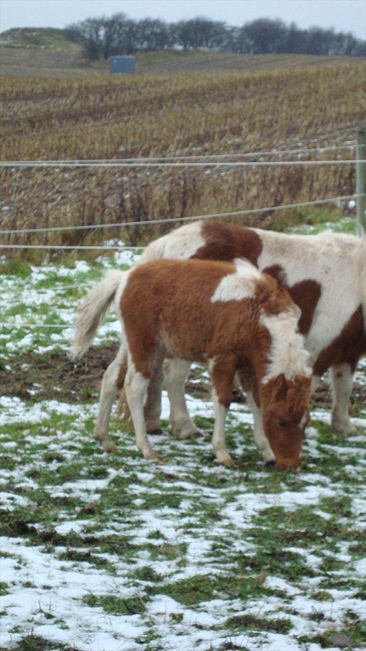 Anden særlig race smorup's Star  billede 14