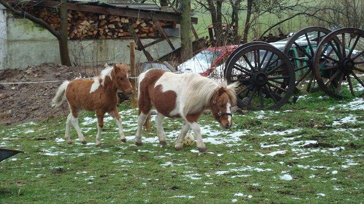 Shetlænder Sabine ( Bine )  billede 17