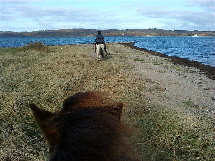 Islænder Svadilfari fra Godrumgård (solgt) billede 4