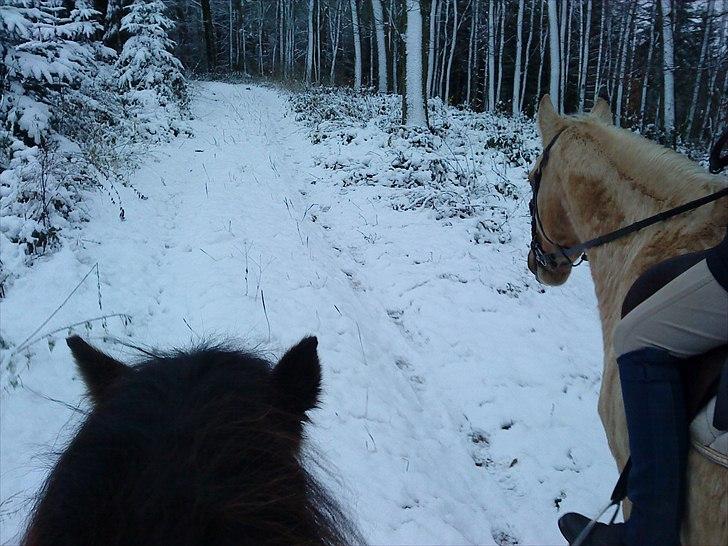 Islænder Svadilfari fra Godrumgård (solgt) billede 5