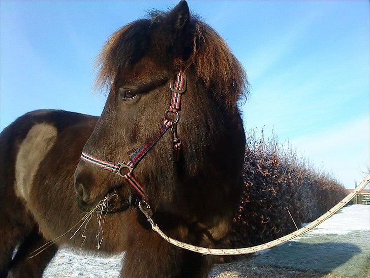 Islænder Svadilfari fra Godrumgård (solgt) billede 6