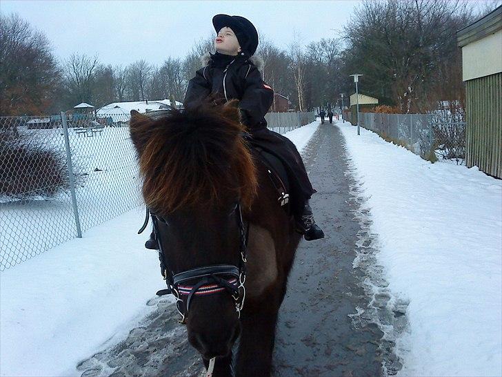 Islænder Svadilfari fra Godrumgård (solgt) billede 7