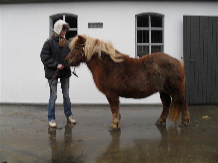 Shetlænder HRE Janelle RES Senior CHAMP. - Smuk det er man billede 8