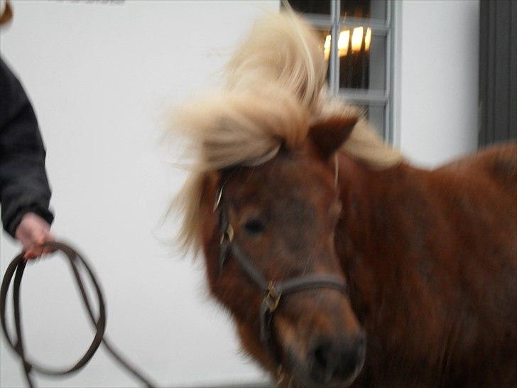 Shetlænder HRE Janelle RES Senior CHAMP. billede 7