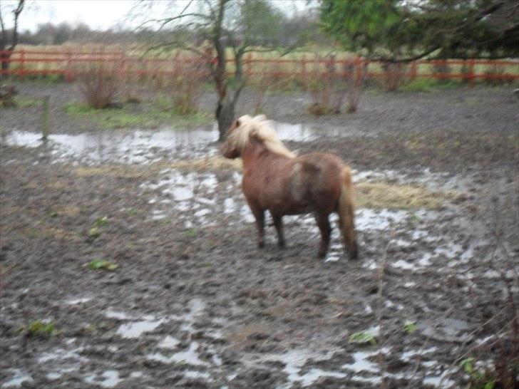 Shetlænder HRE Janelle RES Senior CHAMP. billede 3