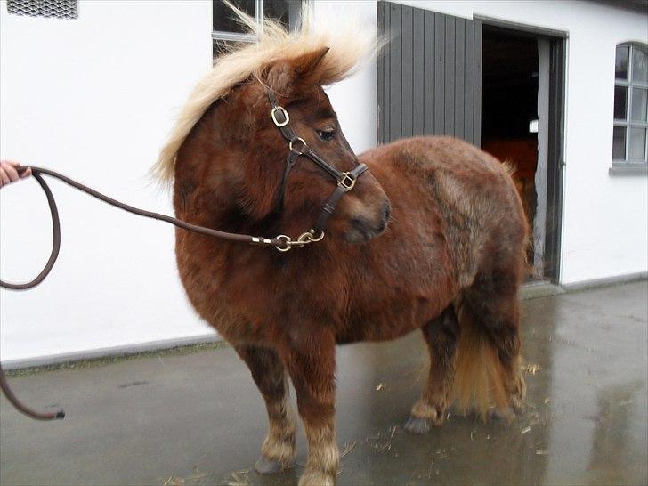 Shetlænder HRE Janelle RES Senior CHAMP. billede 9