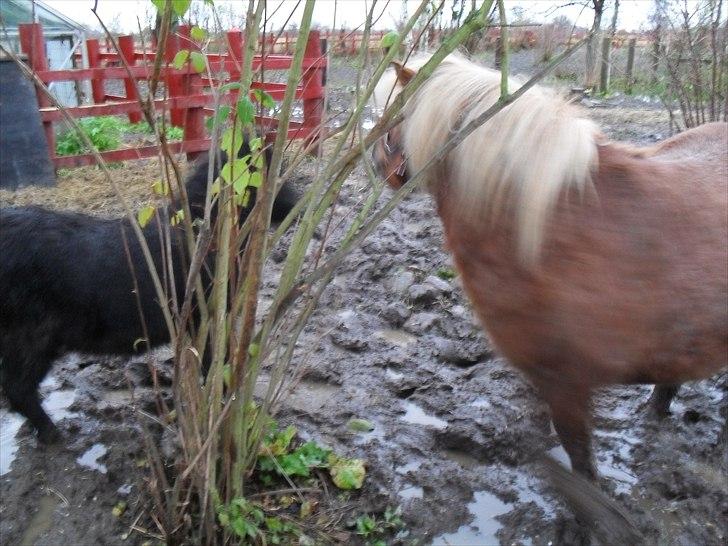 Shetlænder HRE Janelle RES Senior CHAMP. - Janelle der siger hej til Veto billede 10