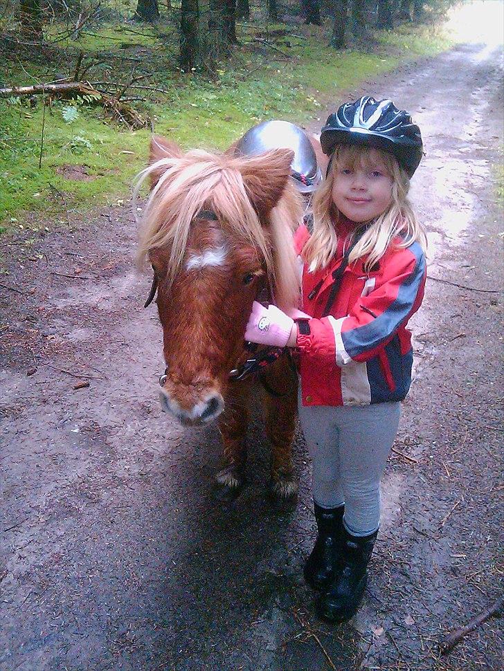 Shetlænder Lotta billede 12