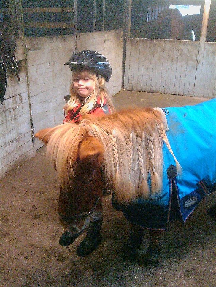 Shetlænder Lotta billede 13