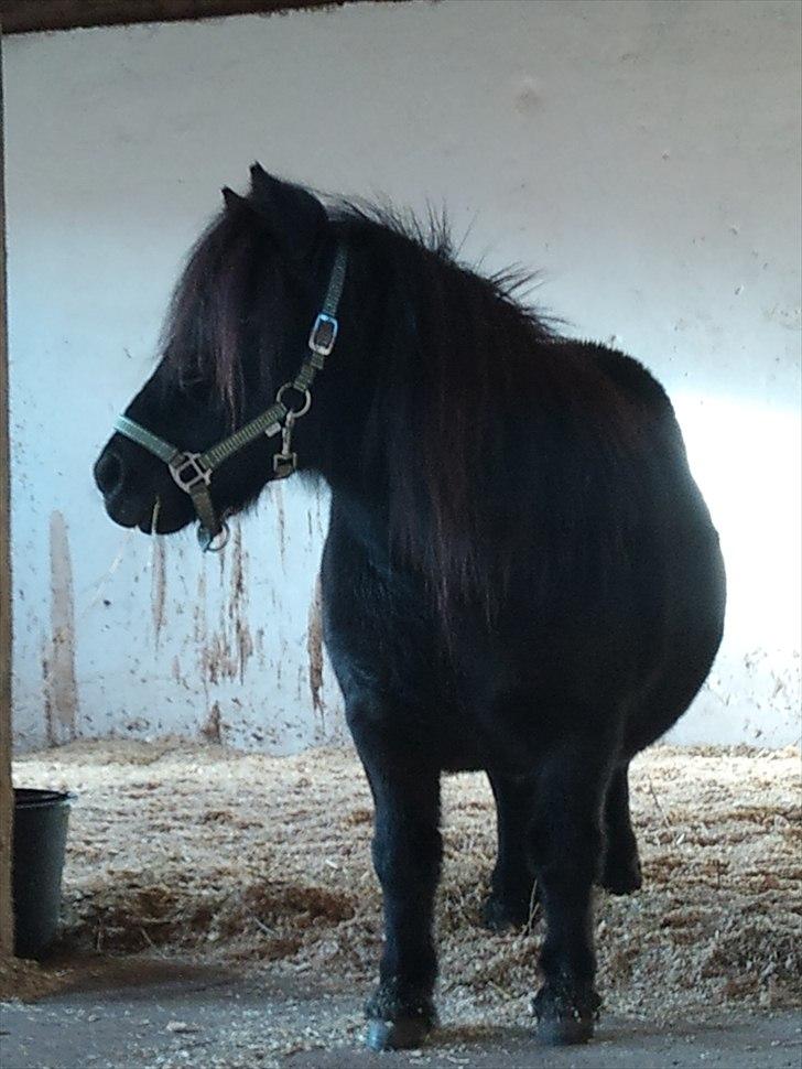 Shetlænder Trunte   #SOLGT# billede 16