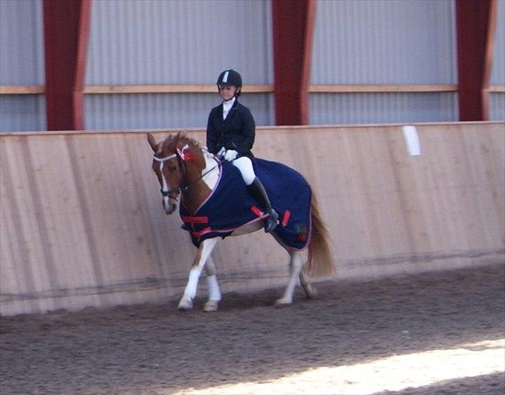 Anden særlig race Painted Beauty SOLGT - - vinder af land og fritid parcup med Maria og Ciquita 2010. :D billede 13