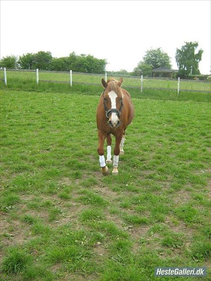 Welsh Pony af Cob-type (sec C)  Æblehavens Jacki Jarn billede 2