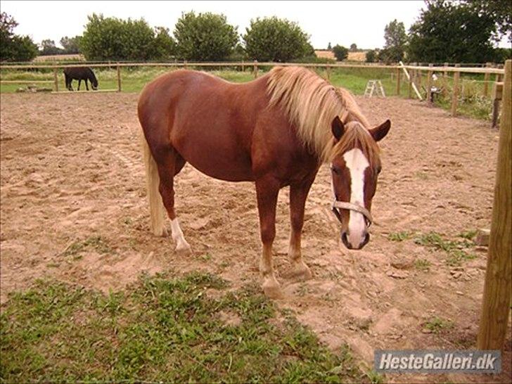 Welsh Pony af Cob-type (sec C)  Æblehavens Jacki Jarn billede 3