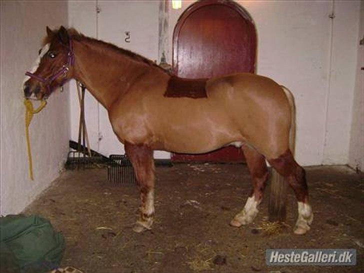 Welsh Pony af Cob-type (sec C)  Æblehavens Jacki Jarn billede 4