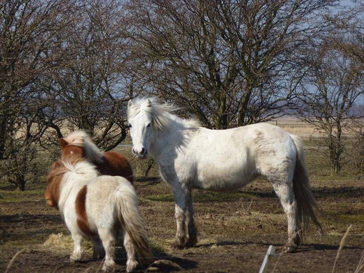 Anden særlig race Sif - Nuurh!!! Sif, Perle og Jochum på fold. Elsker Sif med vinterpels! billede 18