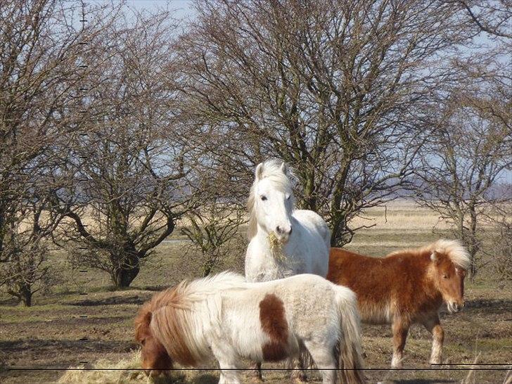 Anden særlig race Sif - Nuurh vinterpels er over nuser! billede 19