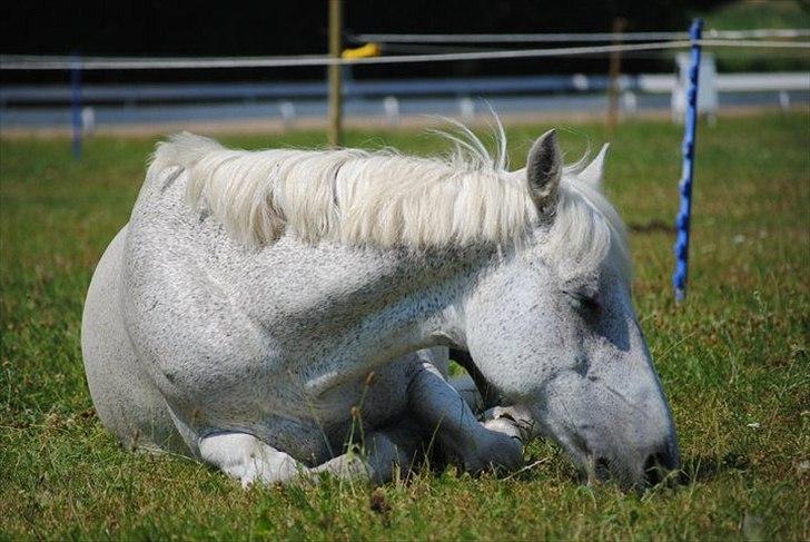 Irsk Sportspony Mistys Dream **SOLGT** - sover på folden.. Ridelehre 2010 billede 17