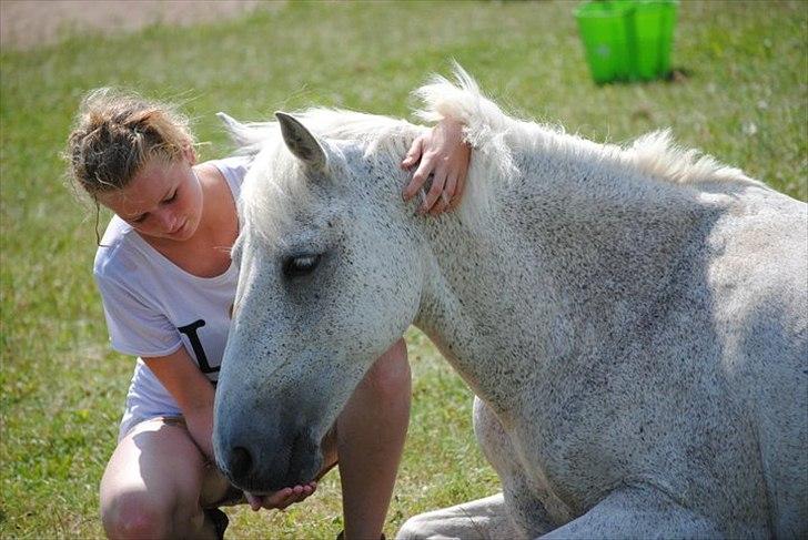 Irsk Sportspony Mistys Dream **SOLGT** - dejllig ! hygge paa folden . Ridelejre 2010 billede 18