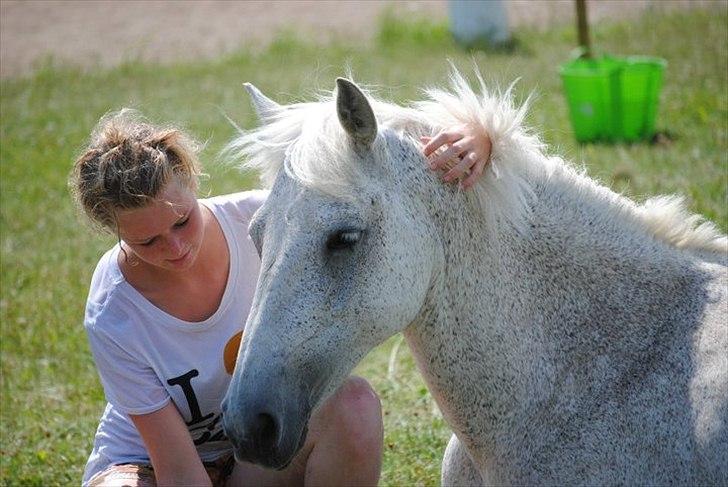 Irsk Sportspony Mistys Dream **SOLGT** - hygge paa folden . ridelejre 2010 billede 19