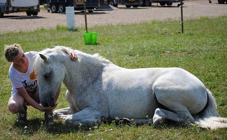 Irsk Sportspony Mistys Dream **SOLGT** - hygge paa folden. ridelejre 2010. billede 20