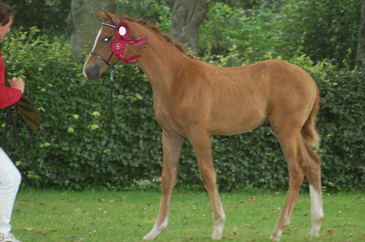 Dansk Varmblod Ellegaardens L'Etrineur billede 15