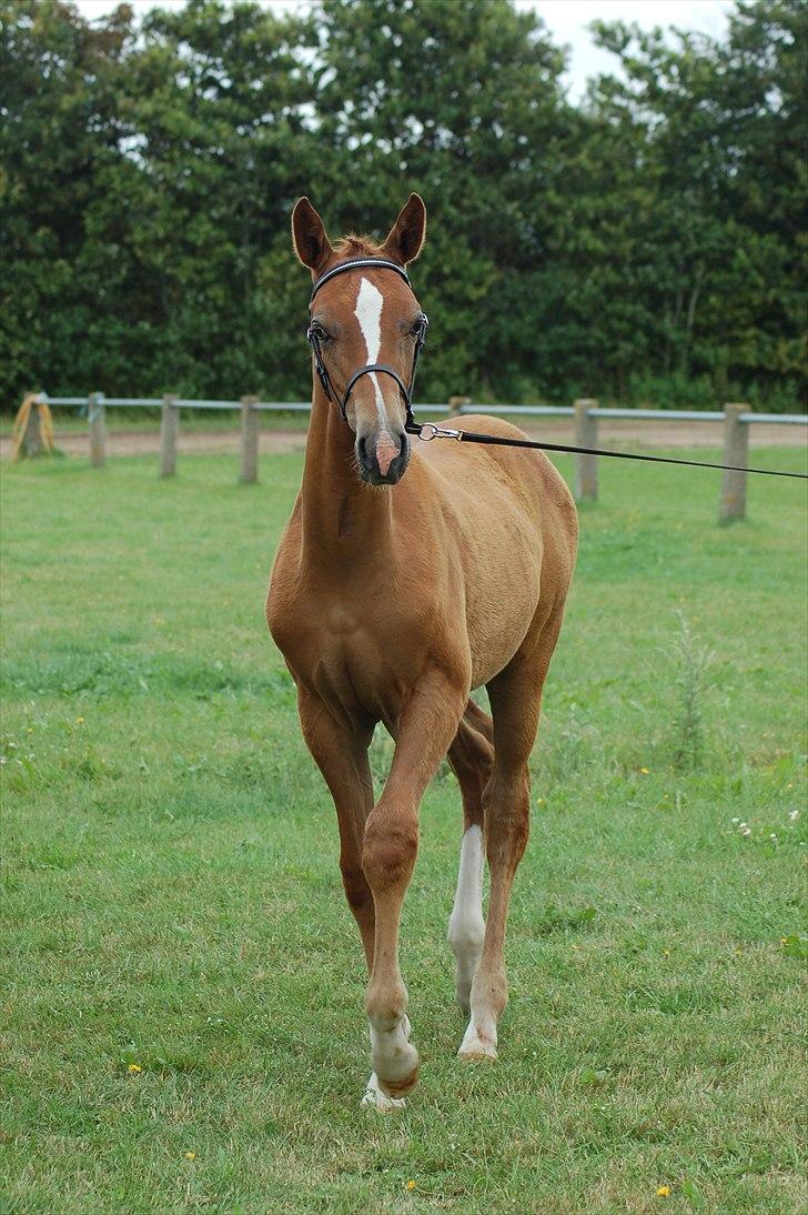 Dansk Varmblod Ellegaardens L'Etrineur billede 16