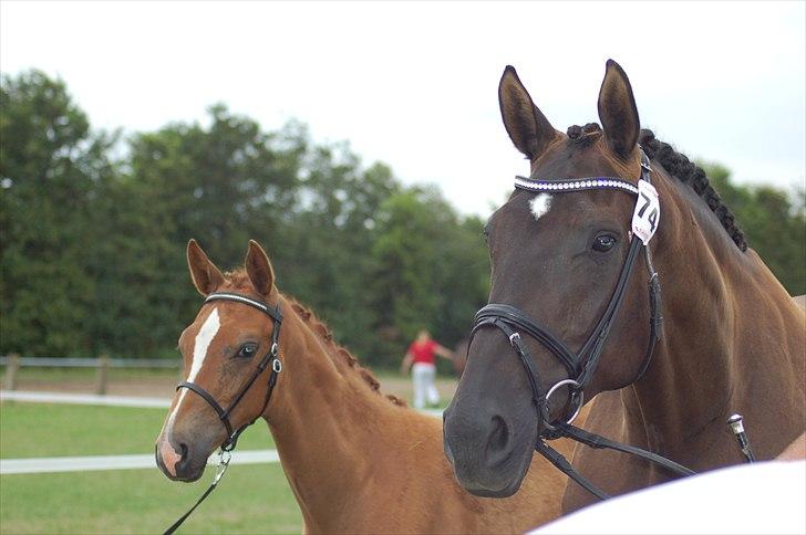 Dansk Varmblod Ellegaardens L'Etrineur billede 17