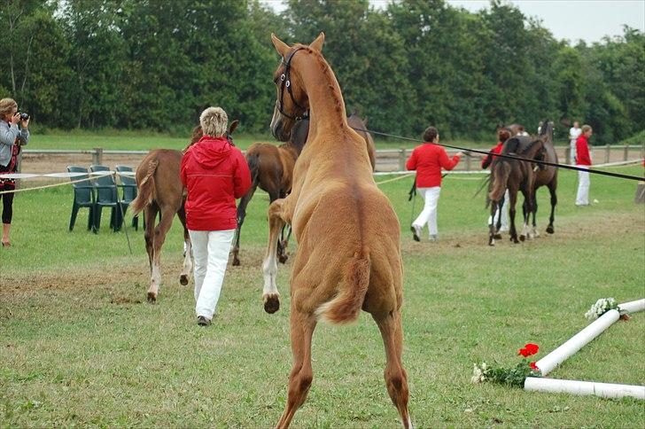 Dansk Varmblod Ellegaardens L'Etrineur billede 18