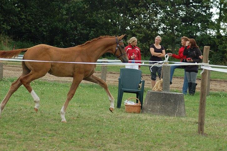 Dansk Varmblod Ellegaardens L'Etrineur billede 19