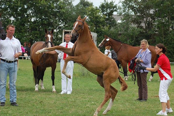 Dansk Varmblod Ellegaardens L'Etrineur billede 20