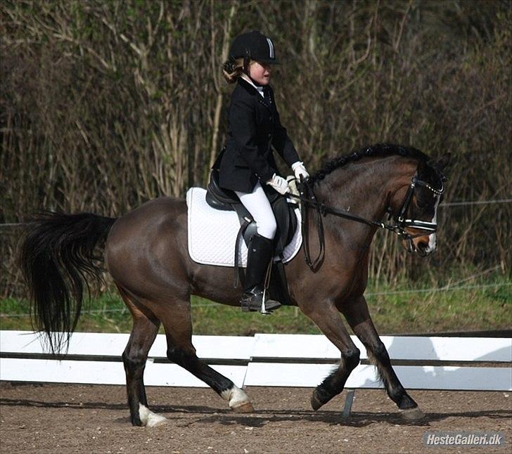 Hollandsk Sportspony Harrie (solgt) - LA1 distriktsstævne TURK, ( foto: Marie Damand) billede 15