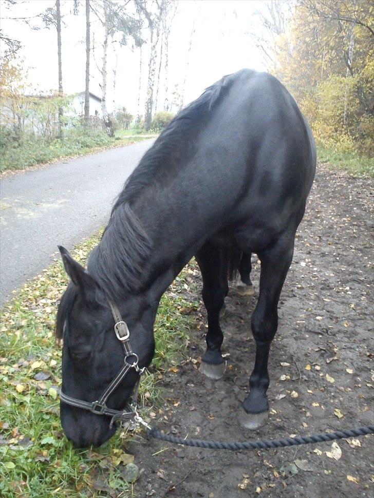 Oldenborg Smilla - det er så smukt af en eller anden grund elsker det bare :) billede 6