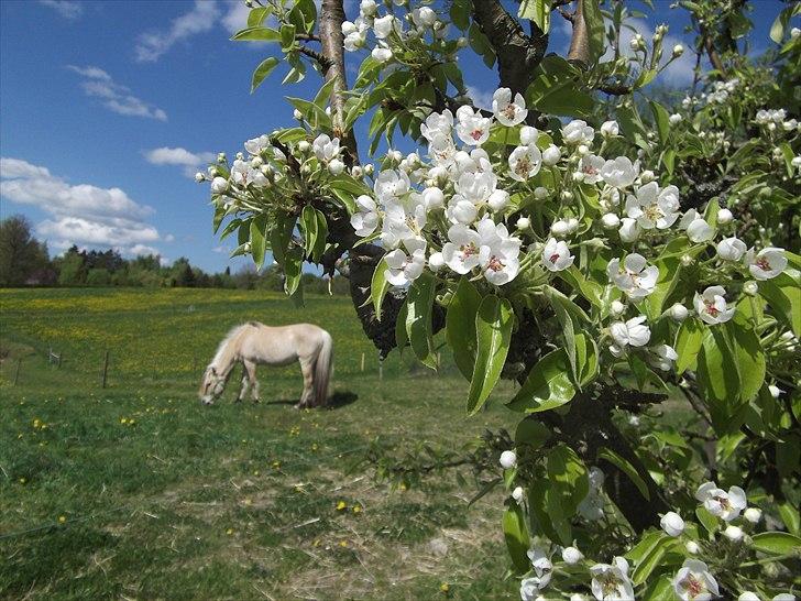 Fjordhest Katrine -Bea •Gl. Part• - Okaaay det er 50% blomster billede, meen se hvor dejlig hun er! <33 billede 2