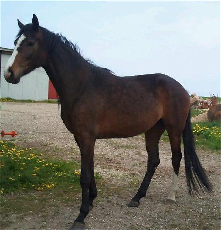 Dansk Varmblod Isabella - smukke Isabella:D<3 billede 1