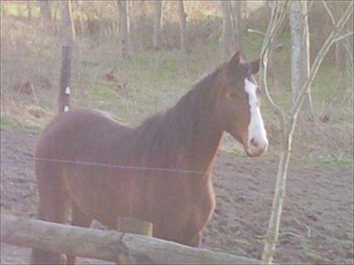 Dansk Varmblod Isabella billede 2