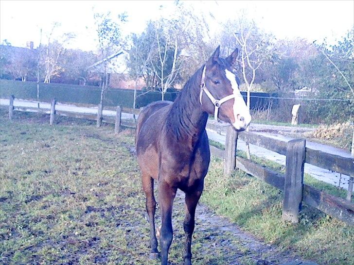 Dansk Varmblod Isabella billede 3